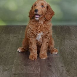 Goldendoodle and Poodle Puppies from Daisey's Doodles Seattle