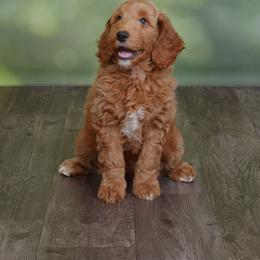 Goldendoodle and Poodle Puppies from Daisey's Doodles Seattle