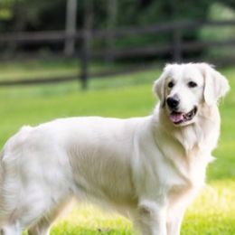 Kallie - Golden Retriever