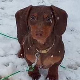 Charlie - Dachshund