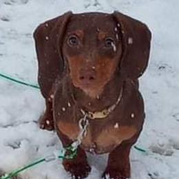 Charlie - Dachshund