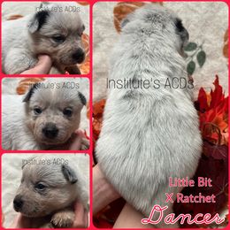 Dancer - Blue female Australian Cattle Dog puppy in Hiddenite, North Carolina from Institute Australian Cattle Dogs