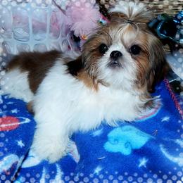 Shih Tzu puppies from Shedd's Shih Tzus