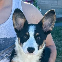 Dolly - Pembroke Welsh Corgi