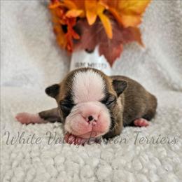 Sarah - Brindle and white female Boston Terrier puppy in Mulberry, Arkansas from White Valley Boston Terriers
