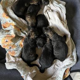 Red Collar - Black male German Shepherd puppy in Punta Gorda, Florida from Blitzenhaus Working Dogs