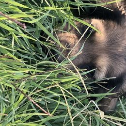 Dachshund Puppies from Edwards’ Dachshunds