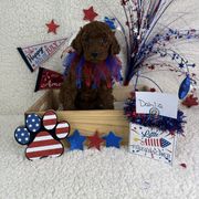Girl 2 Dahlia - Red Irish Doodle puppy in Galloway, Ohio from Heavenly Poodles