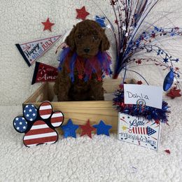 Girl 2 Dahlia - Red Irish Doodle puppy in Galloway, Ohio from Heavenly Poodles