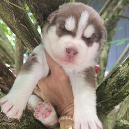 Golden - Brown and white male Siberian Husky puppy in Springfield, Massachusetts from 16acreshuskies