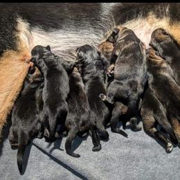 German Shepherd Puppies from Cintron K9