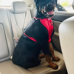 Rottweiler Puppies from HAUS OF RZA