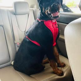 Rottweiler Puppies from HAUS OF RZA