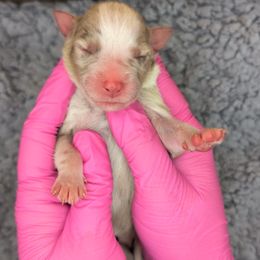 Jasmine2Girl2- RMF,Bob,AKC,OFA,Genetics - Red merle female Australian Shepherd puppy in South Hill, Virginia from Silverside Aussies LLC
