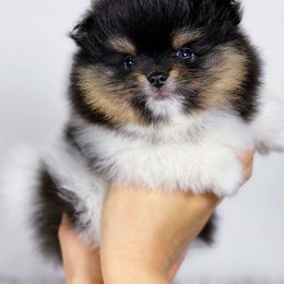 Pomeranian Puppies from Torrey Hills Poms