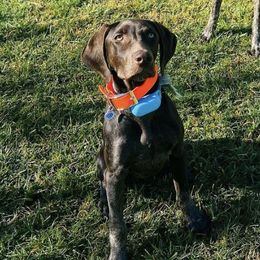 German Shorthaired Pointers from Stanford Farm