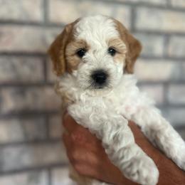 Lily - Red phantom female Aussiedoodle puppy in Nephi, Utah from Peachydoodlepups