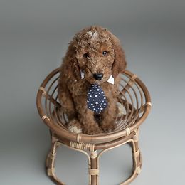 Boy 4 - Poodle puppy in Jasper, Alabama from Standard Poodles and Doodles of Alabama