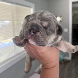 Ashton - Blue tri-color male Bulldog puppy in Hobe Sound, Florida from Amanda’s Bullies