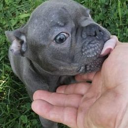 French Bulldogs from Walls' Kennel