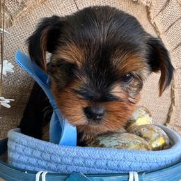 Meeko - Black and tan male Yorkshire Terrier puppy in West Fargo, North Dakota from A Yorkie Tale