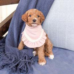 Cozy - Red  female Goldendoodle puppy in Whitesburg, Georgia from Asbury & Co Farms