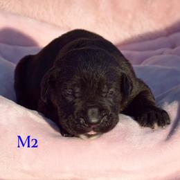 M2 - Black male Cane Corso puppy in Chisago City, Minnesota from Twin Cities Cane Corso