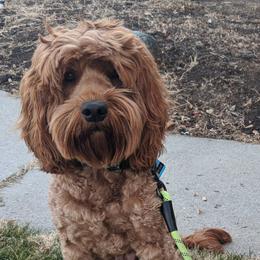 Goldendoodles from Quality Family Dogs
