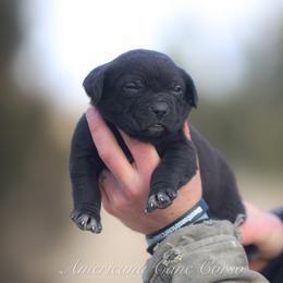 Girl 4 - Black female Cane Corso puppy in Cable, Ohio from Americana Cane Corso