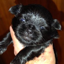 Ollie - Black male Shih Tzu puppy in Palmyra, New York from Karen's Tzus of Palmyra-Macedon