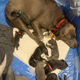 Dilute Retriever Puppies from Summer Lovin’ Labradors of Southern