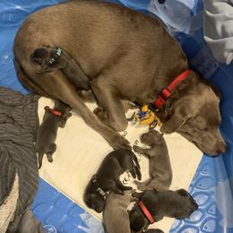 Dilute Retriever Puppies from Summer Lovin’ Labradors of Southern