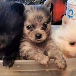 Pomeranian Puppies from Ramos' Pommies