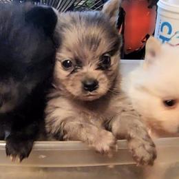 Pomeranian Puppies from Ramos' Pommies