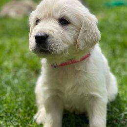 Golden Retrievers from Bazzles Cream Retrievers