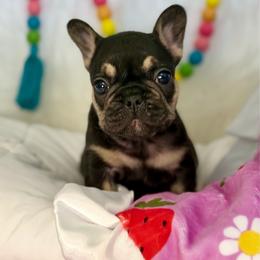 Black Betty - Black and tan female French Bulldog puppy in Wagoner, Oklahoma from Frenchie Frys