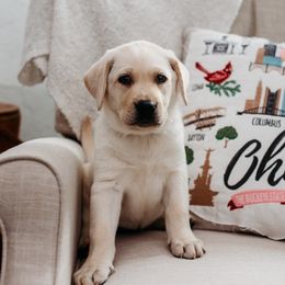 Labrador Retrievers from Everybody’s Doggy