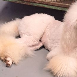 Pomeranians and Poodles from Cloud Claws
