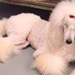 Pomeranians and Poodles from Cloud Claws