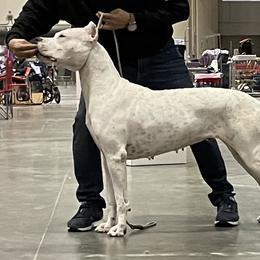 Belgian Malinois, Dogo Argentinos, and Dutch Shepherds from Carpe Omnia Working Dogs