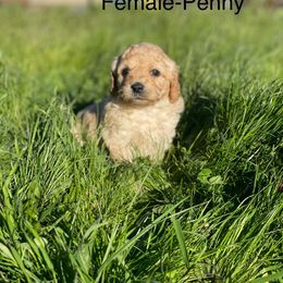 Goldendoodle Puppies from Doodle Paradise