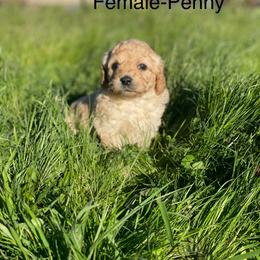 Goldendoodle Puppies from Doodle Paradise
