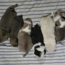 Pug Puppies from Royal House of Pugs