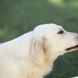 Golden Retriever Puppies from Gravitas Golden Retrievers