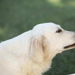 Golden Retriever Puppies from Gravitas Golden Retrievers