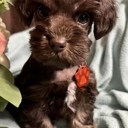 Aussiedoodles, Bernedoodles, and Schnoodles from Dreamer Ridge Puppies