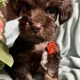 Aussiedoodles, Bernedoodles, and Schnoodles from Dreamer Ridge Puppies
