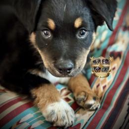 Reaper - Black tri-color male Australian Shepherd puppy in El Dorado Springs, Missouri from HP Aussie Kennels