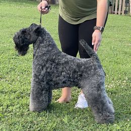 Murphy - Kerry Blue Terrier