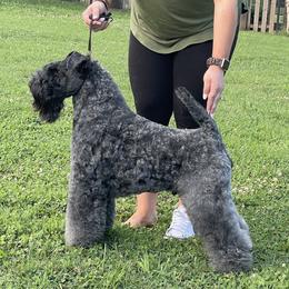 Murphy - Kerry Blue Terrier